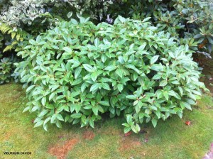 Viburnum davidii 1